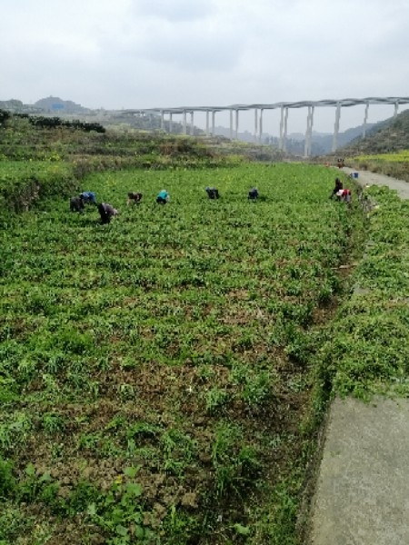 贵州省安顺市普定县S209