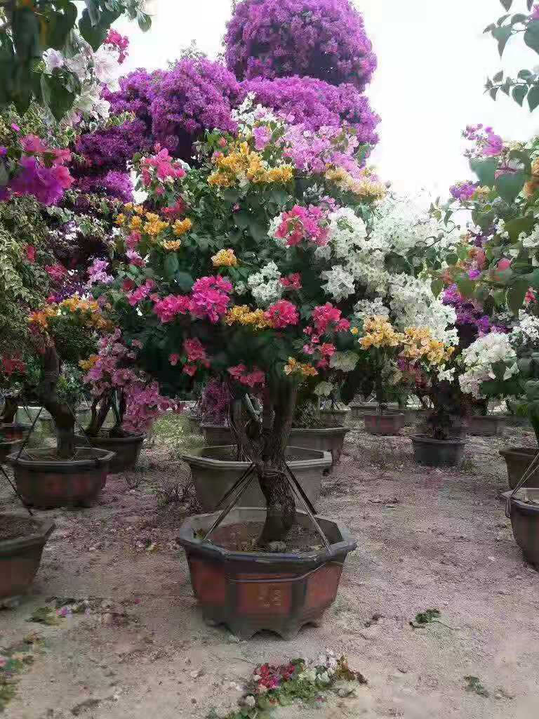 宝金三角梅基地