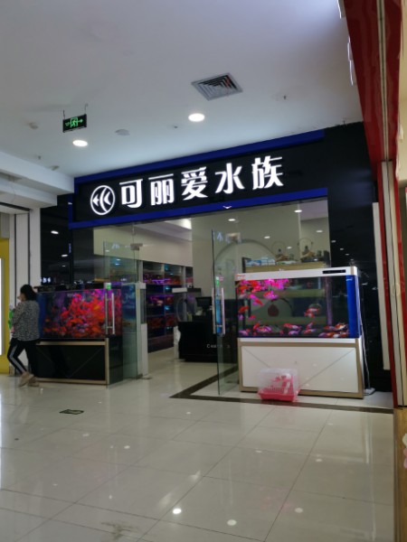 可丽爱水族(观赏鱼)