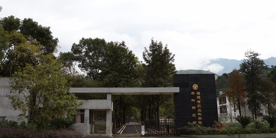 中雄御品茶油基地(福建省福安市茶叶研究所)