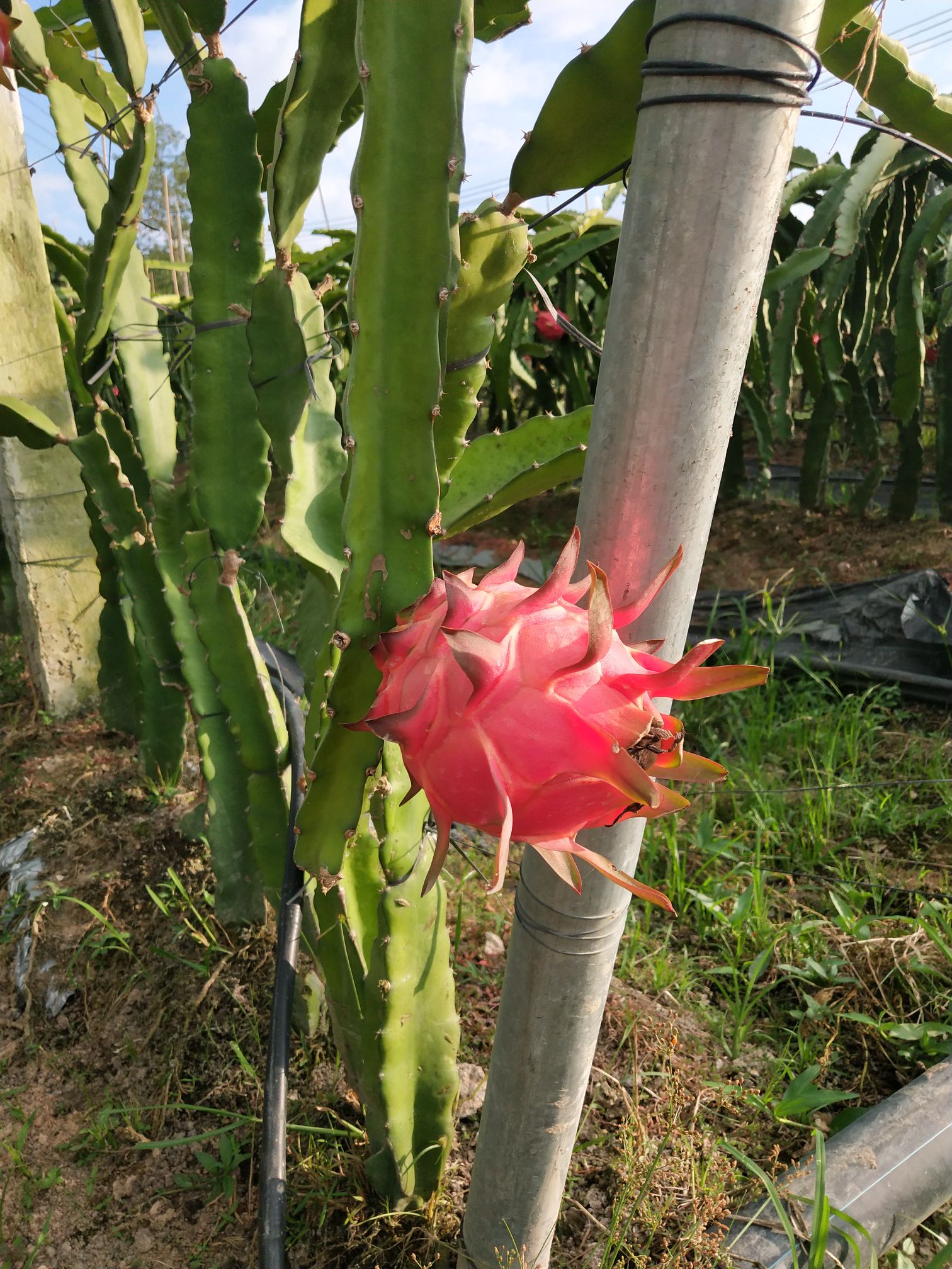 光明火龙果采摘园