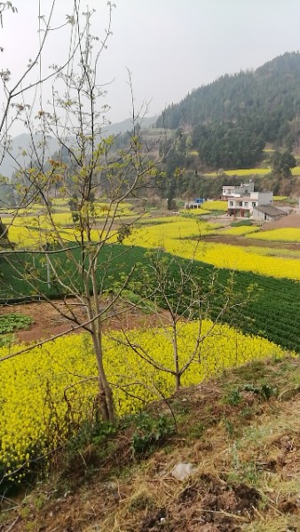 绵阳市三台县