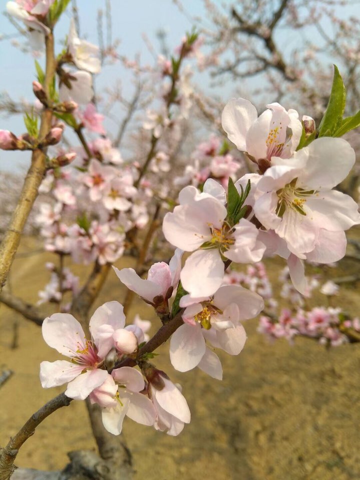 菏泽市牡丹区