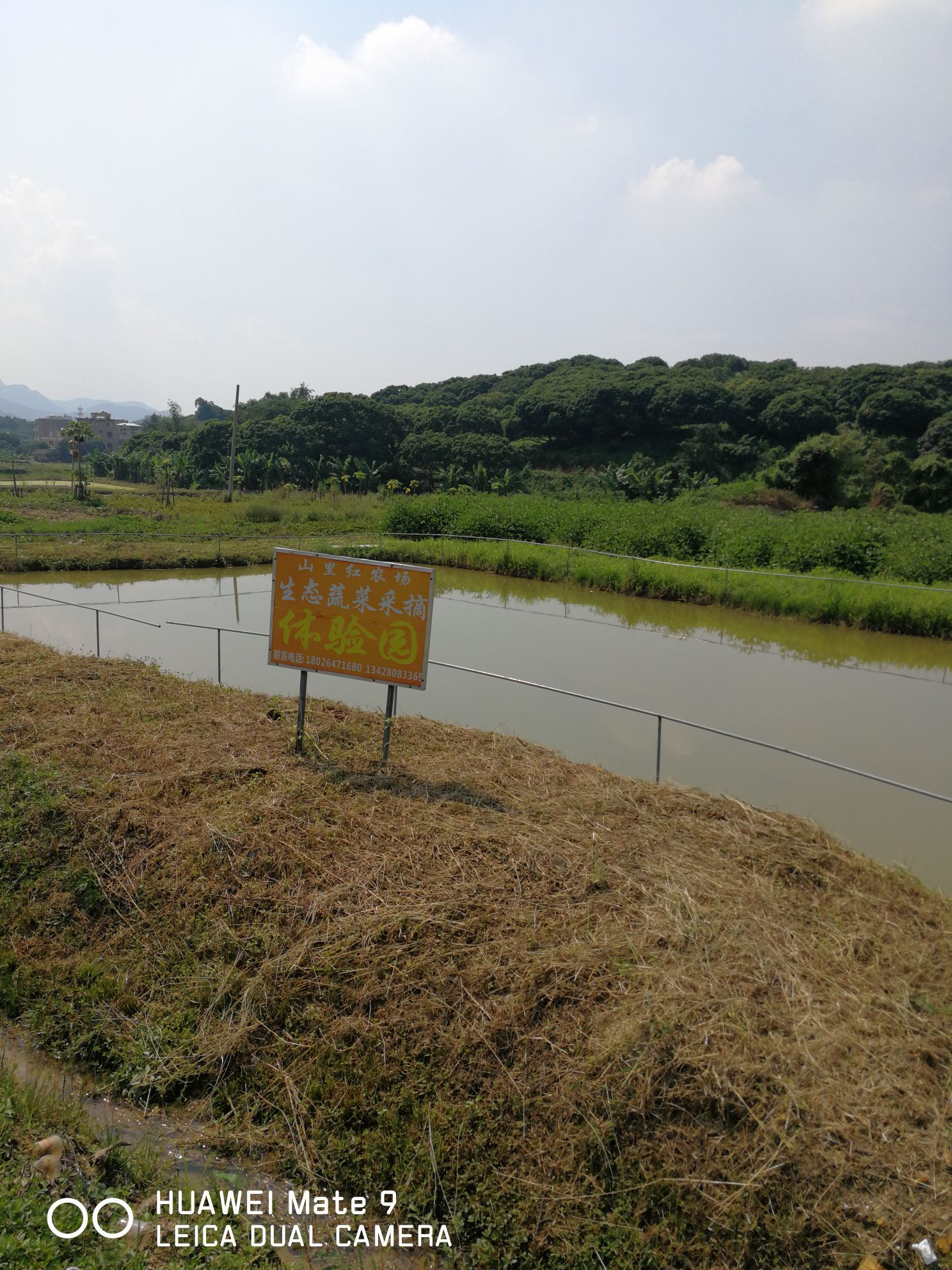 惠州市惠阳区镇隆山顶村高面东