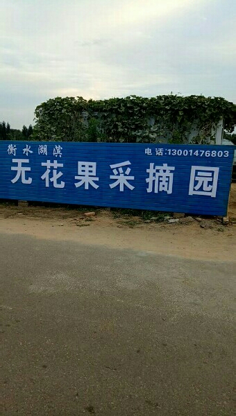 衡水湖滨富硒无花果采摘园