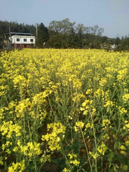 南平市光泽县