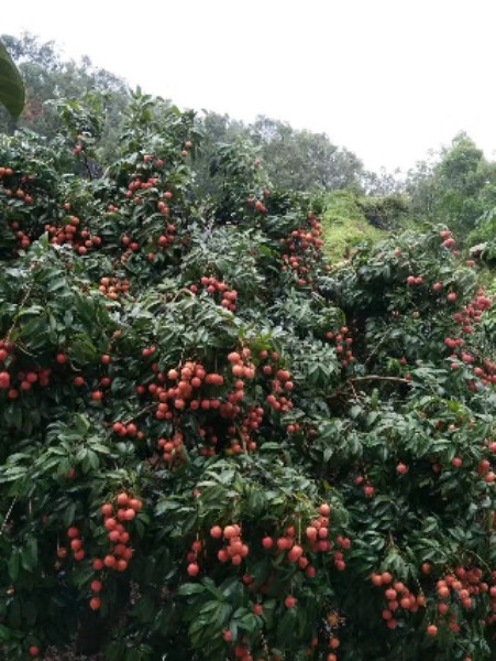 东莞市闲亭聚荔枝休闲果园(柴火农庄)