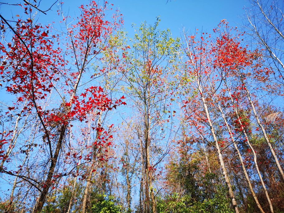 广西壮族自治区河池市宜州区屏南乡老虎山