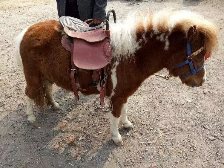 亚滦湾萌宠动物园