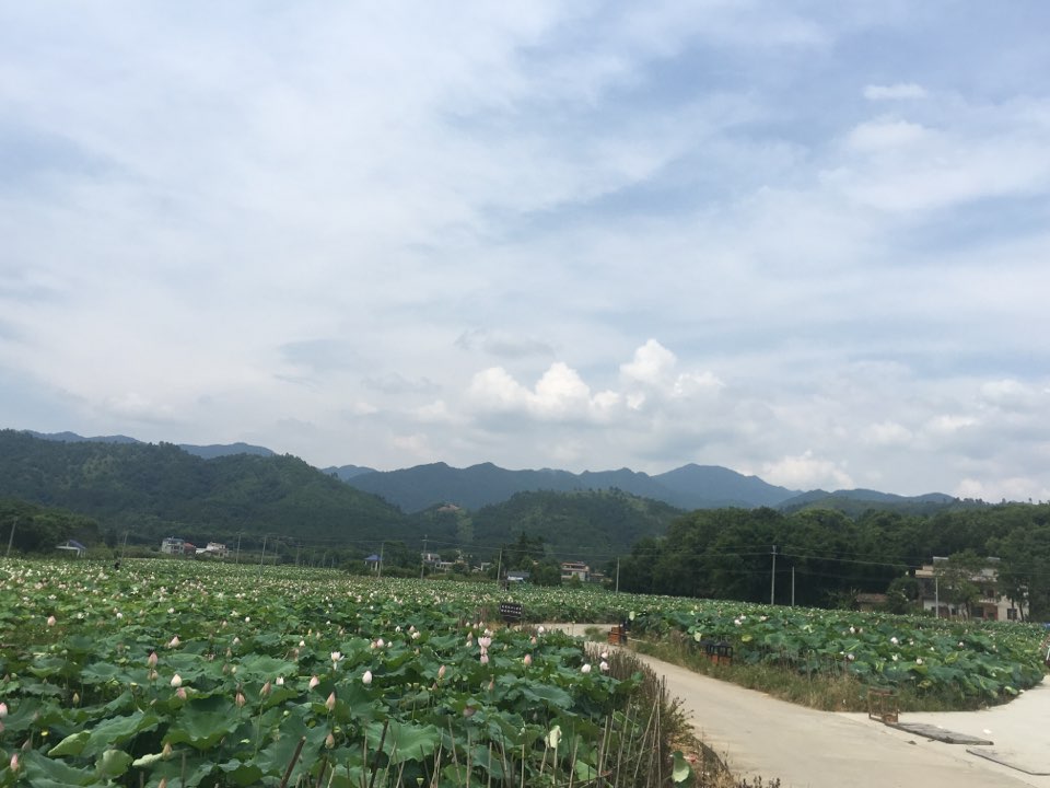 枫湾荷花世界