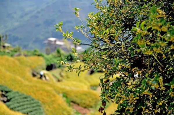 泉州市安溪县