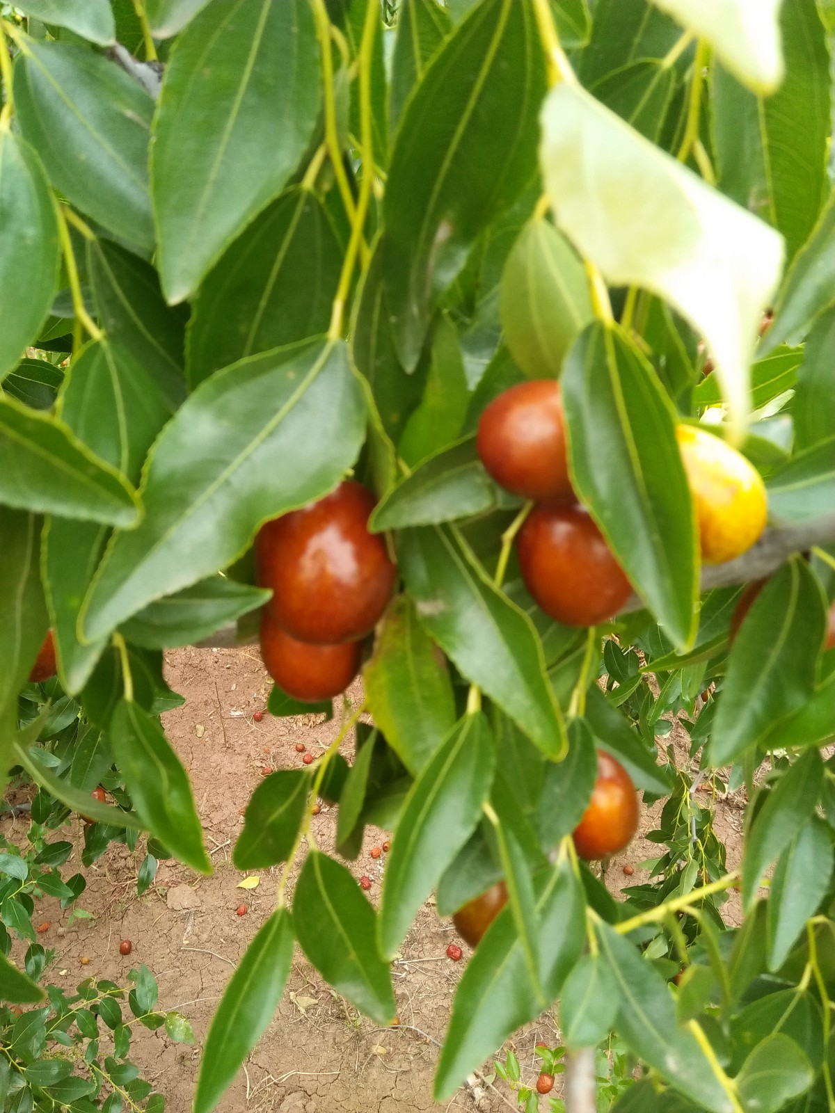 金丝王大植基地