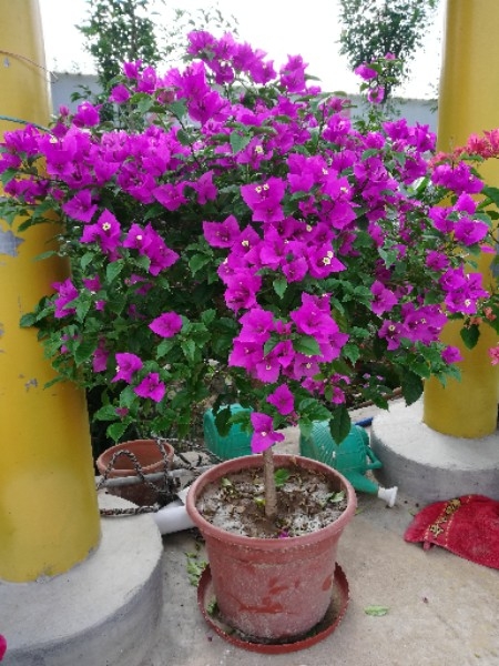 紫腾万花园花卉