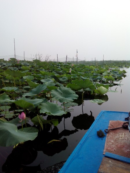 白洋淀旅游码头