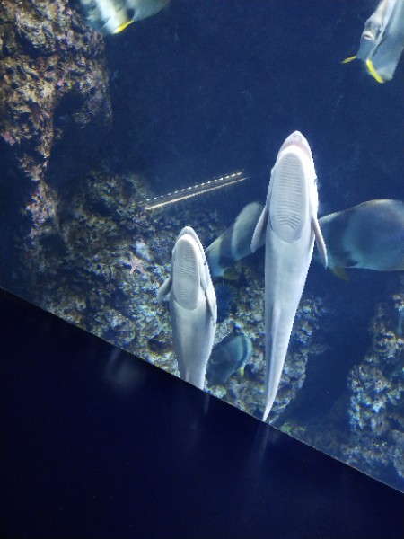 南昌动物园水族馆
