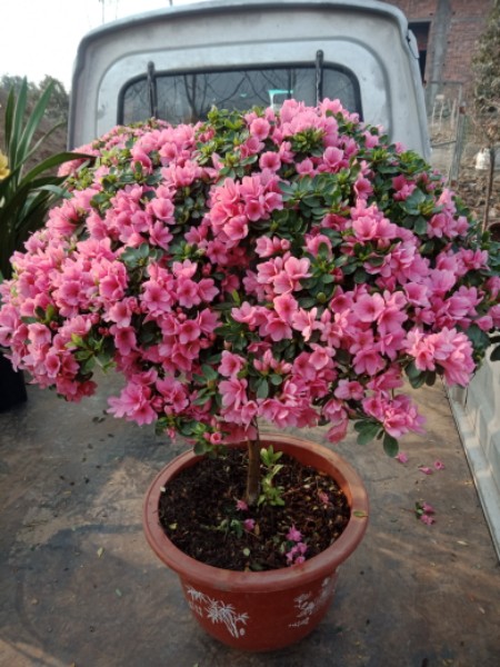 绿之缘花卉