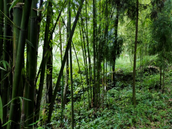 成都市大邑县鹤乌路