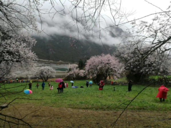 波密桃花沟风景区拉格桑桃花源