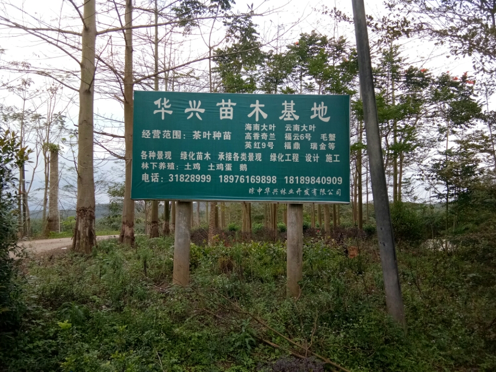 华兴苗木基地