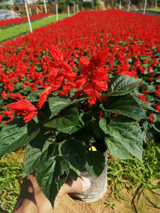 南宁市万年青花木场