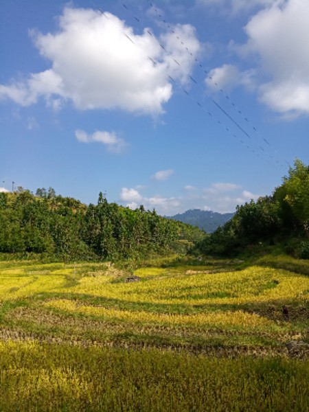 丽水市庆元县