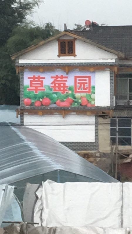 邦水老吴草莓园