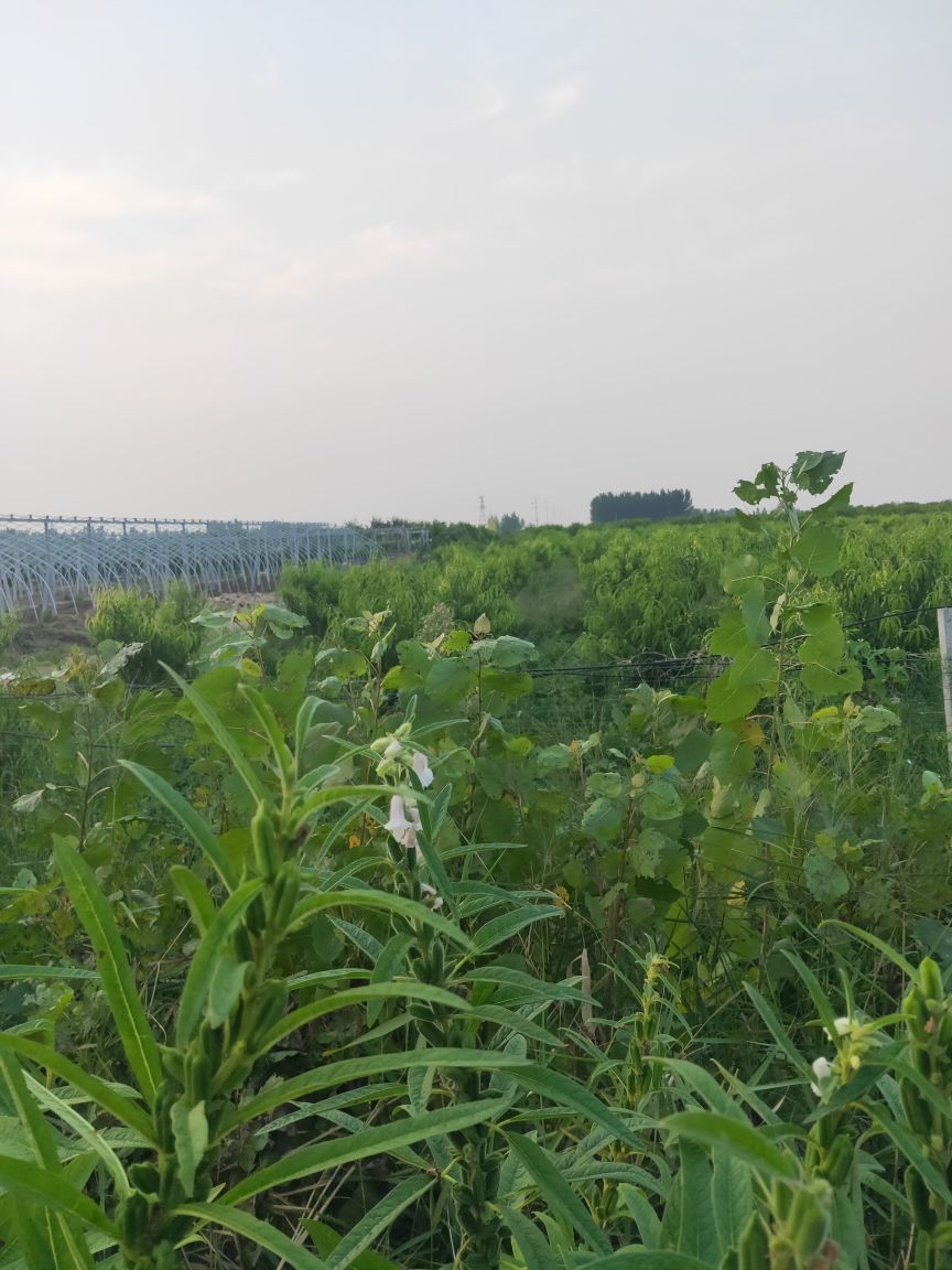 地址(位置,怎么去,怎么走):  安徽省淮北市杜集区高岳镇农业示范园