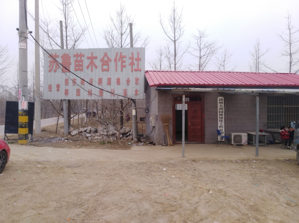 邳州市汇彩银杏苗木种植专机合作社