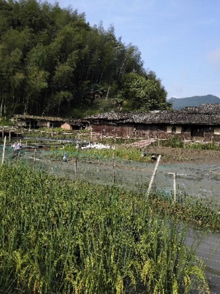 雷峰镇瑞坂村德鸿农场