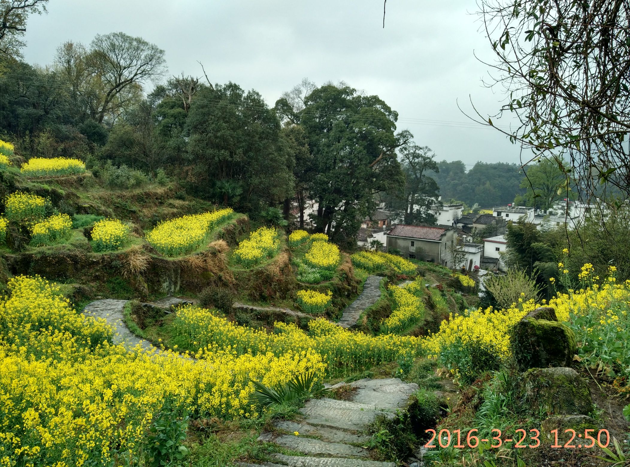 婺源江岭梯田风光