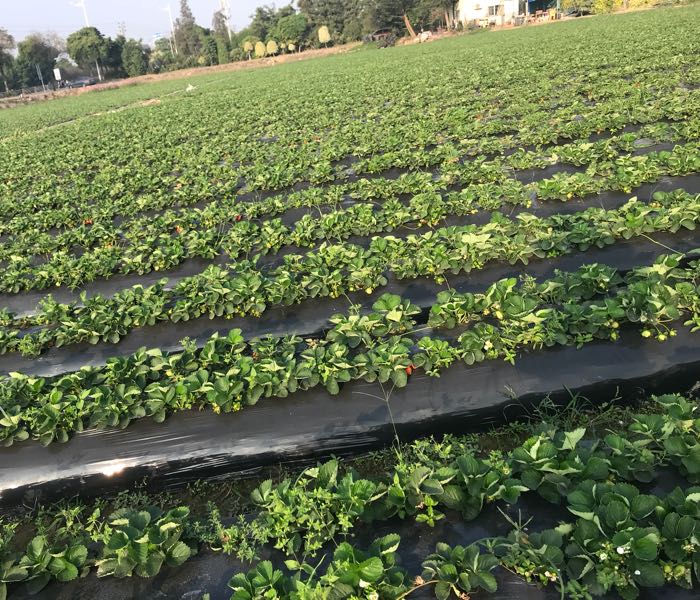 地址,地图,预定,价格,团购,优惠,小榄开心草莓园在哪,怎么走_中山生活