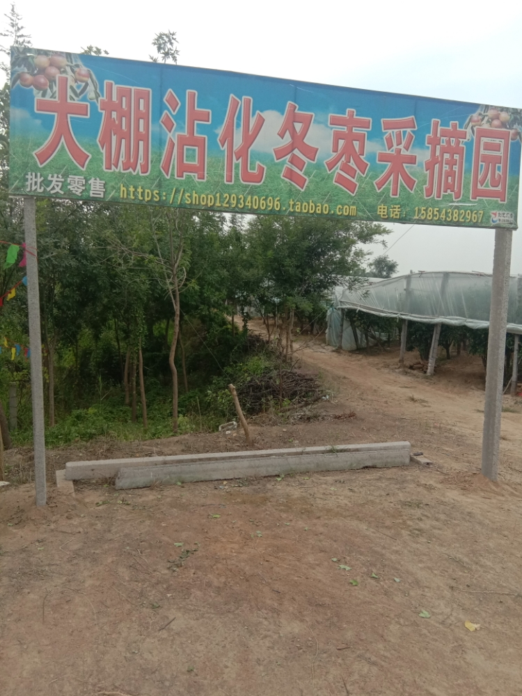 老张大棚沾化东港采摘园