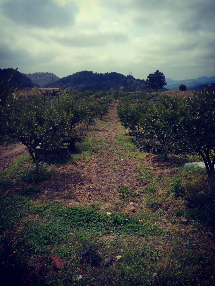 贵州捷喜元生态种植园