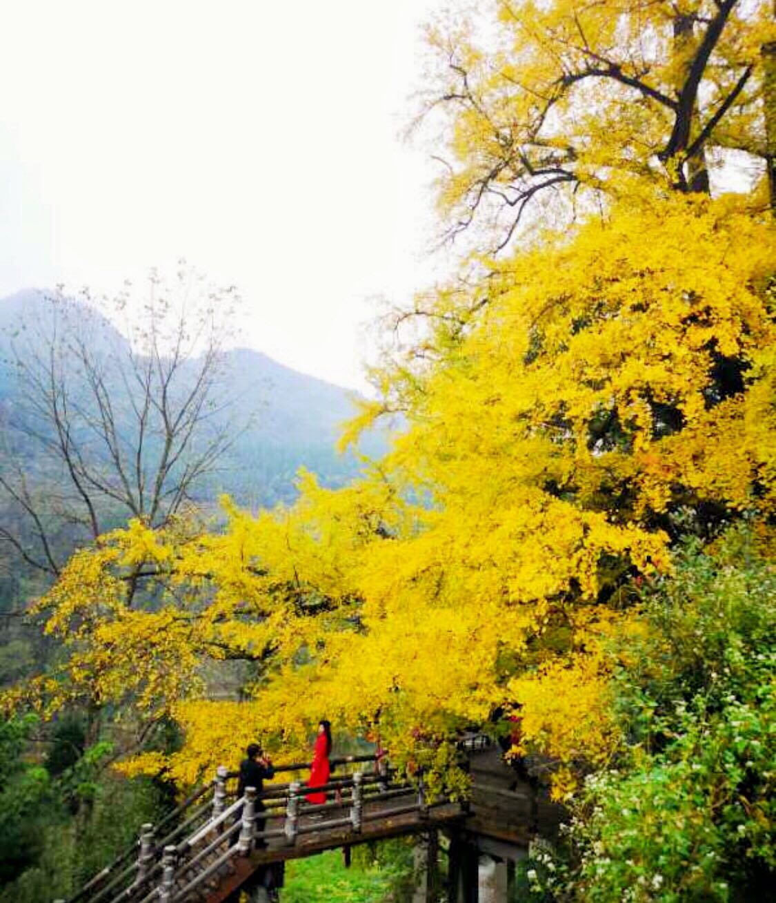 黄连村百年银杏林