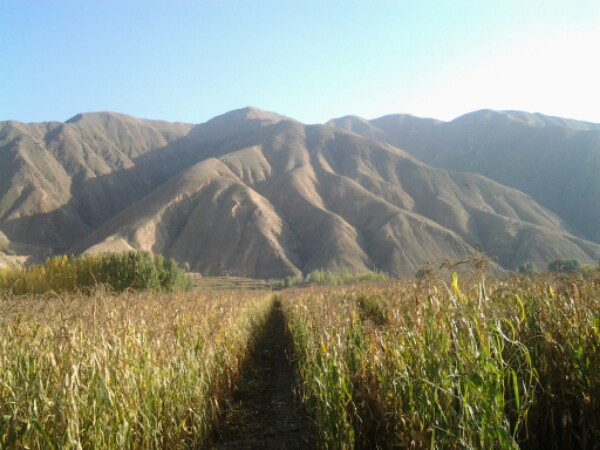 小泉餐馆