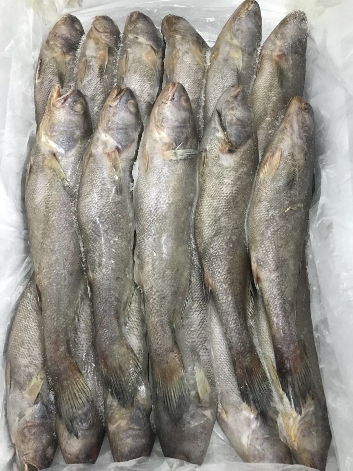 温州市冷链物流东海水产批fa部