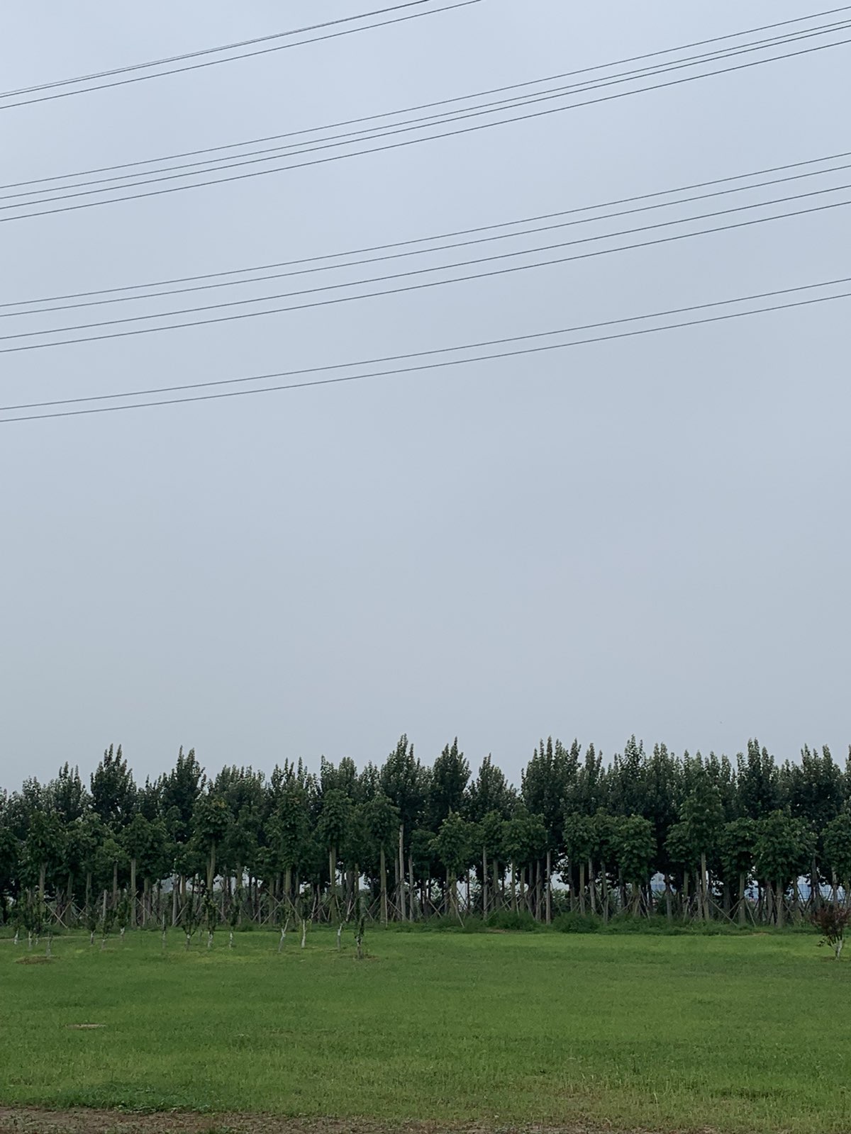 沧州高新区家森林公园