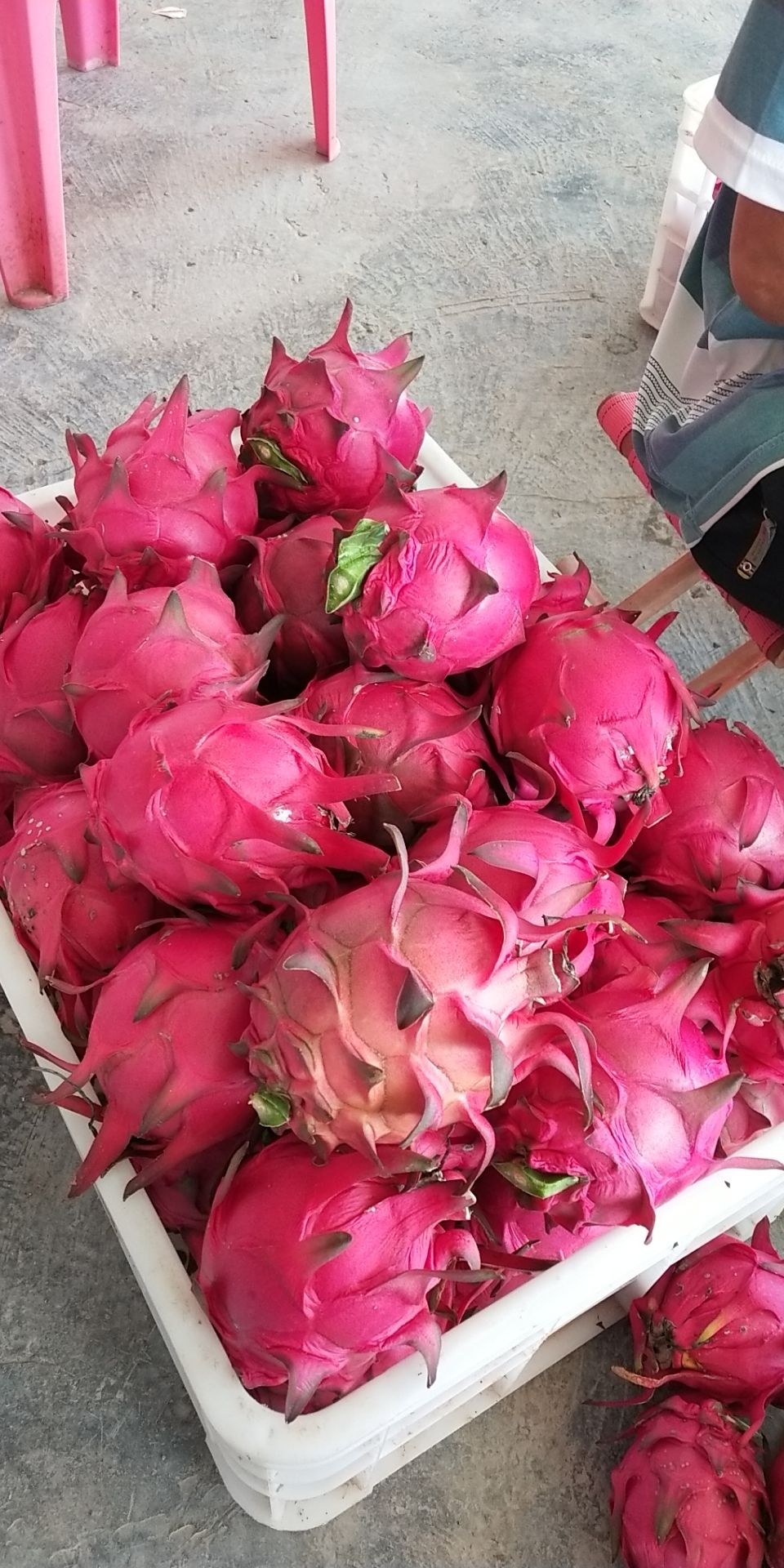 光明火龙果采摘园