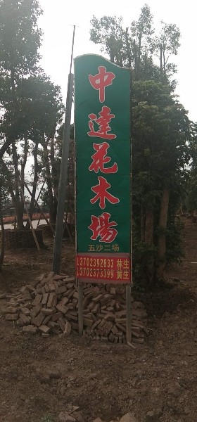 中山市横栏五沙中达花木场