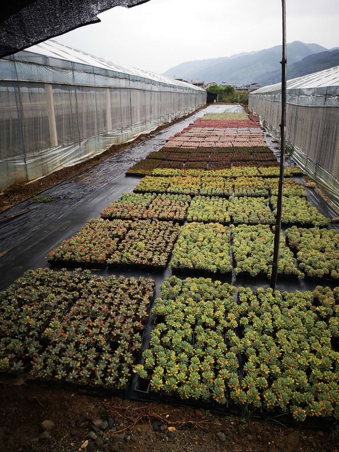 米易县普威镇瑞澜多肉植物观光基地