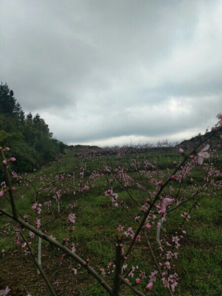 江西省萍乡市上栗县东源乡上埠村