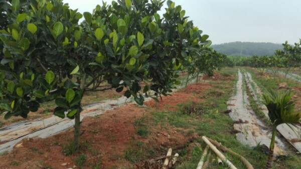 宏园菠萝蜜休闲农庄