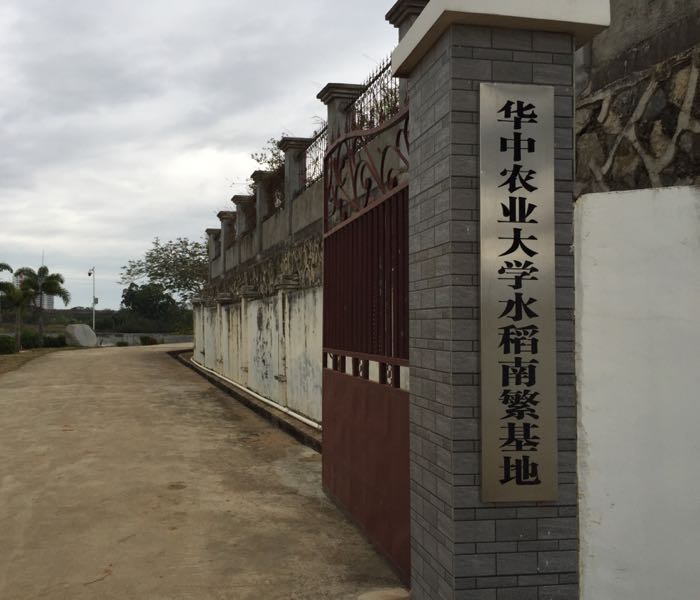 华中农业大学水稻南繁基地