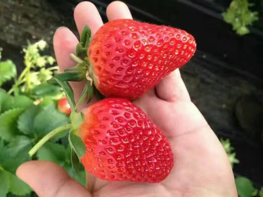 晓东草莓摘菜园