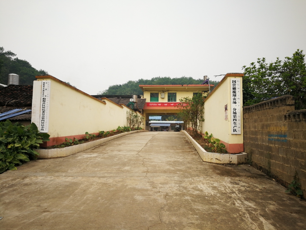 橄榄坝农场虚拟