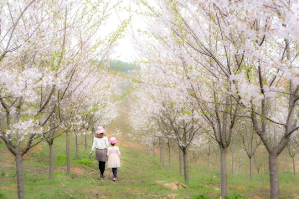 伍欣甸园樱花园