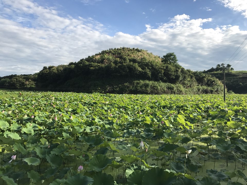 嘉定星桥村图片