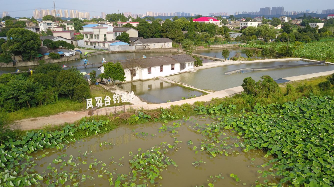 凤羽台钓类基地