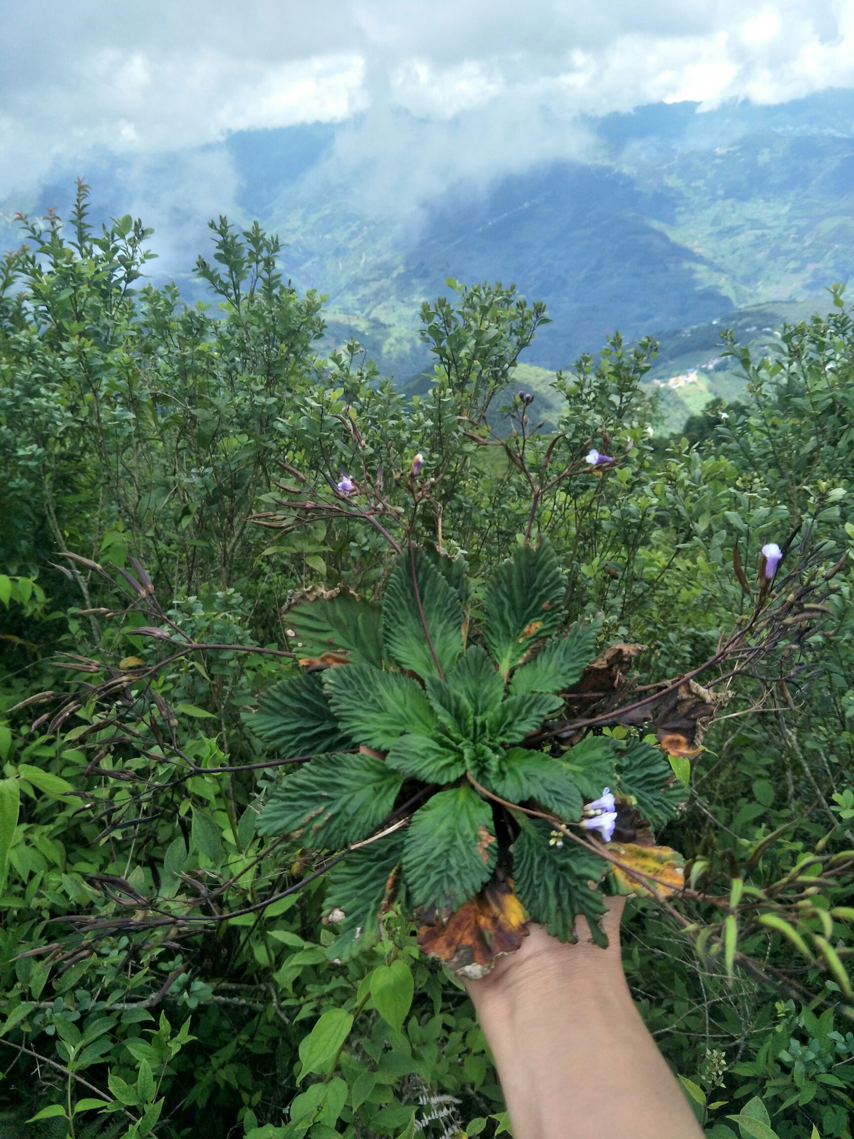 红河哈尼族彝族自治州金平苗族瑶族傣族自治县