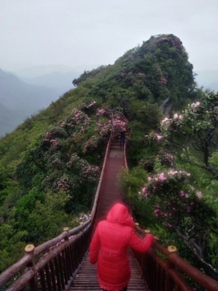 香炉山杜娟云海